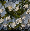 oysters-on-ice-jeremy-koreski